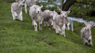 Livestock worrying remains ‘serious cause for concern’ – NFU