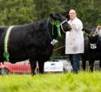 Coolermoney-bred cow wins NI Angus championship