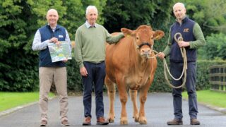 41 Limousin heifers set for show and sale in Ballymena