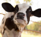 Farmers For Action: Need for a Farm Welfare Bill