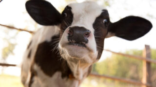 Farmers For Action: Need for a Farm Welfare Bill