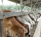 Brazil buys milk powder to support dairy farmers against imports