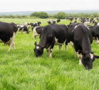 Llandysul farmer fined £6k for not adhering to cattle regulations