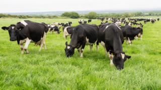 First methane inhibitor approved in New Zealand