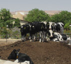 Israeli farm trials show potential to reduce antibiotics usage in cows