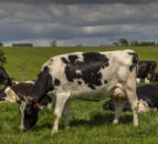CAFRE: Managing swards in unpredictable weather