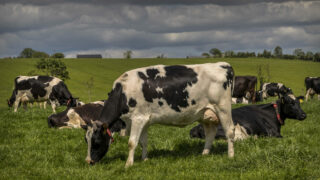 CAFRE: Managing swards in unpredictable weather