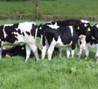 RABDF Farm Health Management Awards open to ag and vet students