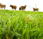 AHDB event to explore regenerating soils while maximising grazing