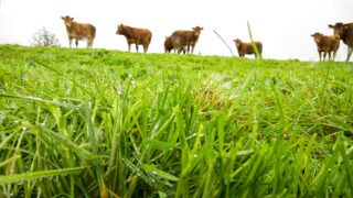 UFU: NI farmers urged to ‘opt into beef scheme’