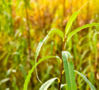 Biofuel companies in China audited over potential fraud