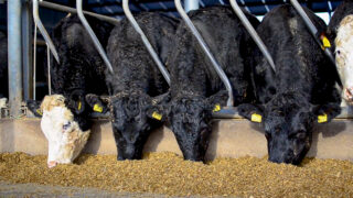 Forecast: Global beef and sheep prices volatile for rest of 2023