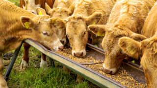 Markethill cattle sale to go ahead despite APHIS malfunction