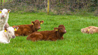 ‘Irish Grass Fed Beef’ PGI proposal moves to next stage