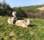University of Cumbria to offer short farming courses from September