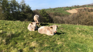 University of Cumbria to offer short farming courses from September
