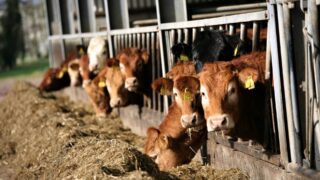 China most influencing factor on global meat markets – LMC