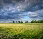 Green fertiliser to decarbonise cereal cultivation in Germany