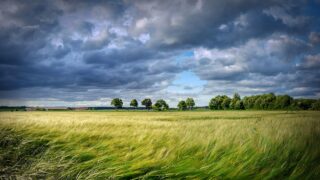 Green fertiliser to decarbonise cereal cultivation in Germany