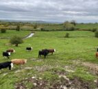 51% rise in rural crime in NI ‘disappointing’ – UFU
