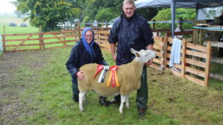 Record turnout of sheep at Fermanagh Show
