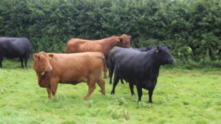 Black or red Aberdeen Angus cattle? The choice is yours