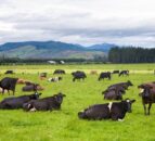 Agriculture to be exempt from New Zealand emissions scheme