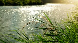 US EPA denies petitions to tighten ‘factory farm’ water quality rules