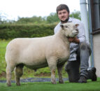 Southdown ram sells for a breed record of £4,000