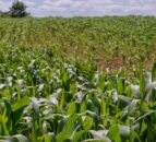 US corn prices drop by 18% as harvest increases