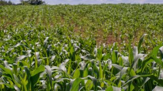 US corn prices drop by 18% as harvest increases