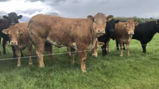 JBS SA: Outlook for US beef not going to improve soon