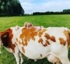 Dumble Farm attracts visitors with ‘cow cuddling’ experience