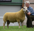 NSA Wales and Border early sale produces top price of 3,800gns