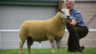 NSA Wales and Border early sale produces top price of 3,800gns