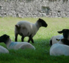 CAFRE to host on-farm events aimed at cutting the cost of lameness