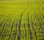 Report: Nanotechnology can improve crop yields and fertiliser use