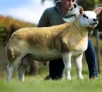 Record ram averages at the Scottish National Texel Sale