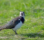 Rare bird makes return to designated peatland site