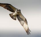 Ospreys breed in NI for first time in over 200 years