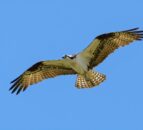 NPWS releases osprey chicks as part of reintroduction programme