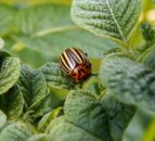 Colorado potato beetle: Larvae confirmed in Kent for second time