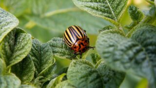 Colorado potato beetle: Larvae confirmed in Kent for second time