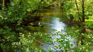 Excess agri nutrients behind rise in blue-green algae in NI waters
