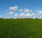 First UK sheep embryos shipped to the US