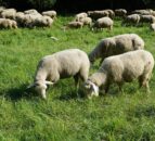 New Labour govt has 'a lot to do' to secure rural confidence - NSA