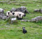 $1.7m to improve breeding of New Zealand farm dogs