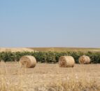 Later first cut silages show effect of poor weather - ForFarmers