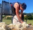 Herefordshire shearer hopes to break 8-hour record
