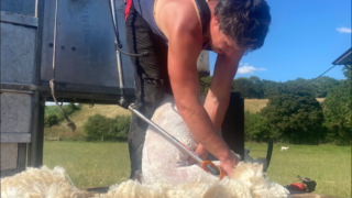 Herefordshire shearer hopes to break 8-hour record